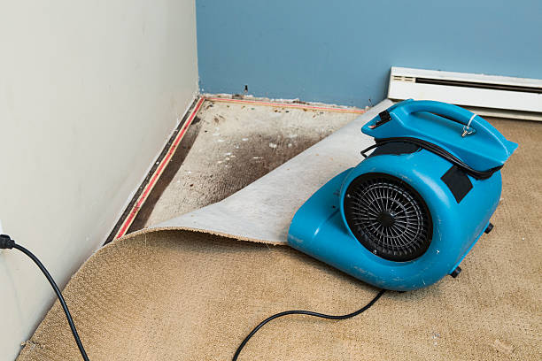Best Professional water damage repair  in New Brighton, PA
